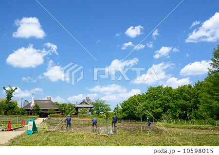 田植え前の代掻き 10598015