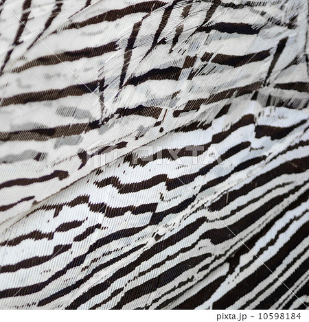 Silver Pheasant feathers Silver Pheasant feathers 10598184