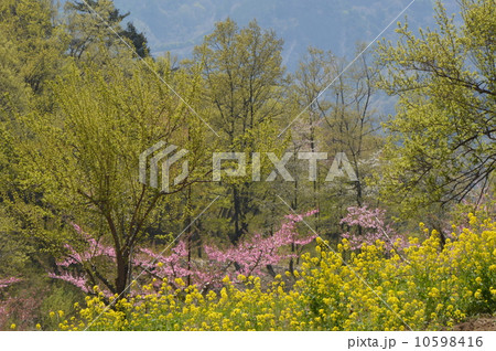 新府桃源郷　山梨 10598416