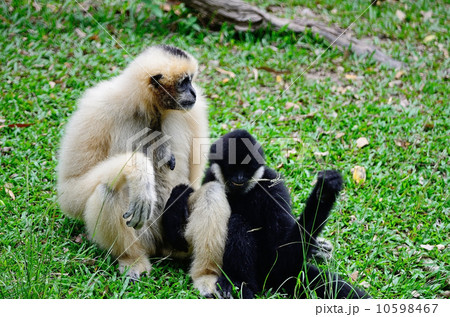 White-cheeked Gibbon White-cheeked Gibbon 10598467