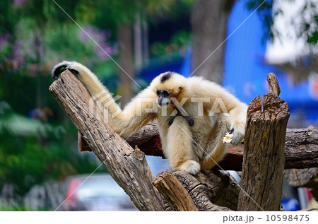 White-cheeked Gibbon White-cheeked Gibbon 10598475