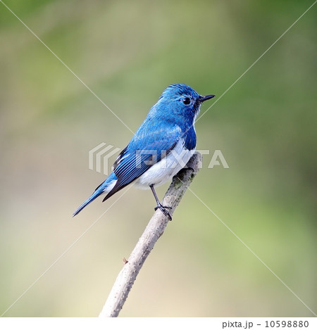 male Ultramarine Flycatcher 10598880