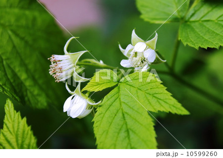 ラズベリーの花 ラズベリーの花 10599260