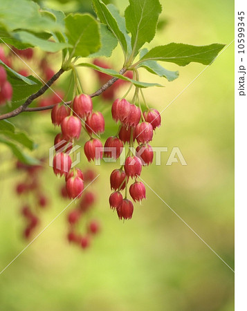 紅ドウダンツツジの写真素材
