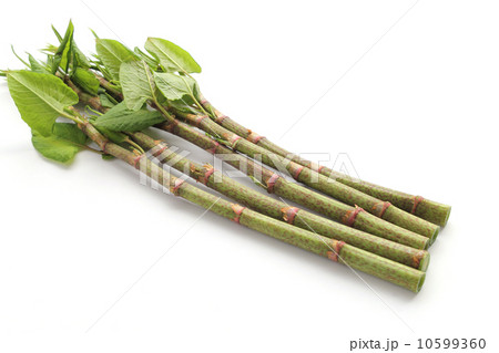 イタドリ 10599360