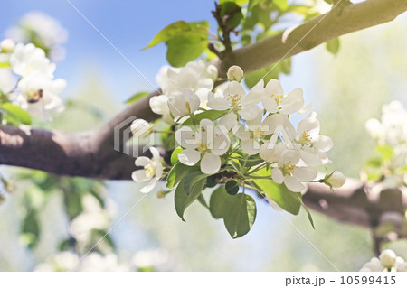 blossoming tree brunch with white flowers 10599415
