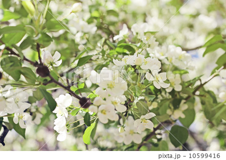 blossoming tree brunch with white flowers blossoming tree brunch with white flowers 10599416