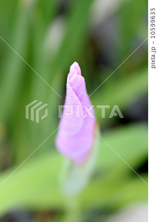 花菖蒲の蕾 花菖蒲の蕾 10599635