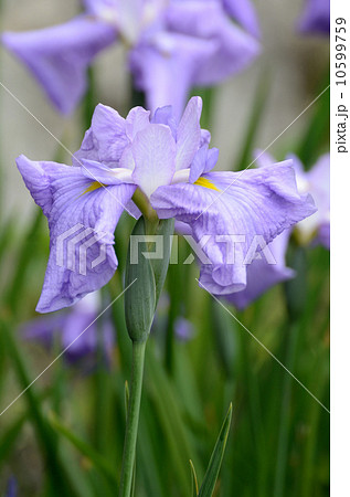 藤代 藤代 10599759