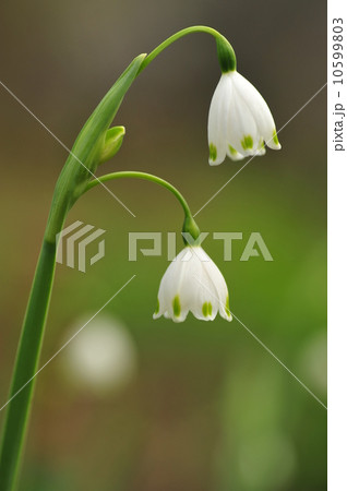 スノーフレーク 10599803