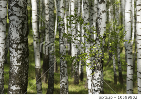 spring birchwood spring birchwood 10599902