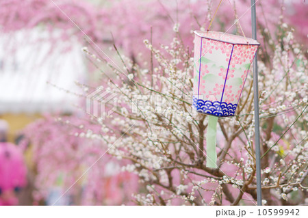 梅祭りの風景 10599942