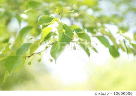 新緑のイメージ　桜の実 10600006