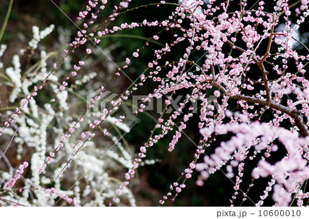 満開のしだれ梅 満開のしだれ梅 10600010