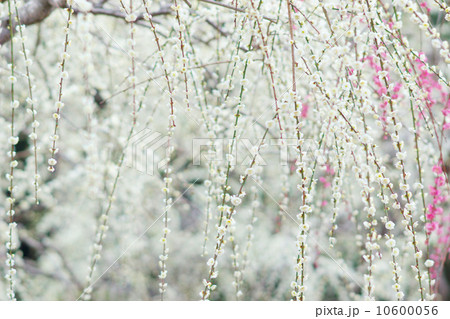 幻想的な満開のしだれ梅 10600056