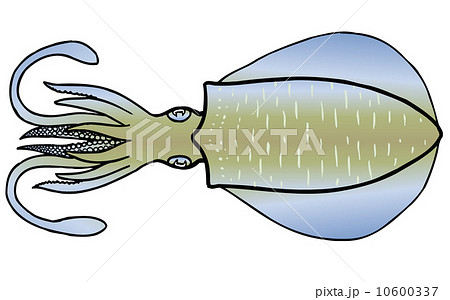 アオリイカ 10600337