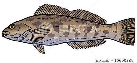 アイナメ アイナメ 10600339