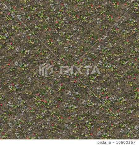 Steppe Surface with Dry Grass. Steppe Surface with Dry Grass. 10600367