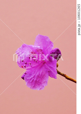 花の背景素材・ゲンカイツツジの花一輪・ピンクバック縦位置 10601265