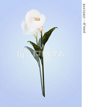A Beautifully Perfect White Calla Lily Flower, on A Lovely Light Blue Background. A Beautifully Perfect White Calla Lily Flower, on A Lovely Light Blue Background. 10601448