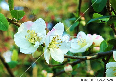 季節の花・白花の木瓜（ボケ）の花・横位置 10601526