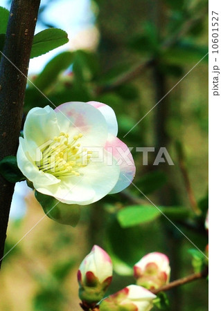 季節の花・白花の木瓜（ボケ）の花・縦位置 10601527