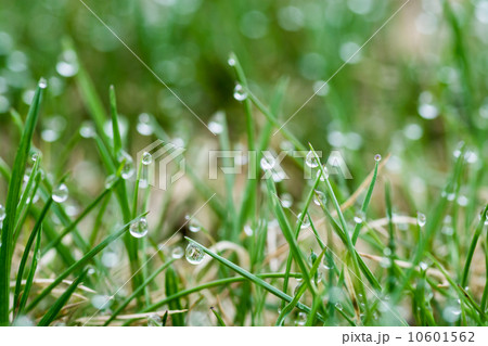 雨上がりの水滴 雨上がりの水滴 10601562
