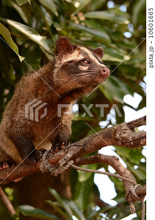 ハクビシン 10601665