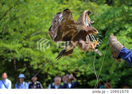 ハリスホーク 10601679