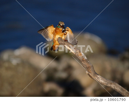 カワセミ 10601790