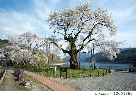 荘川桜④ 荘川桜④ 10601869