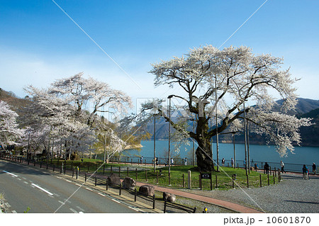 荘川桜⑤ 10601870