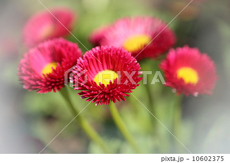 トキシラズの花 10602375