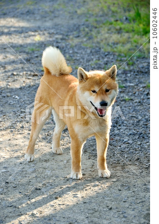 柴犬3歳 柴犬3歳 10602446