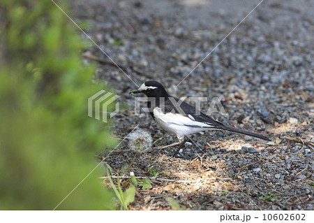 セグロセキレイ セグロセキレイ 10602602