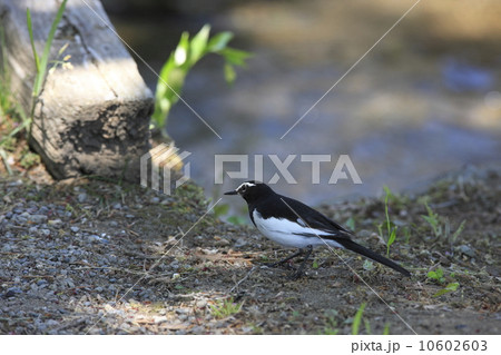 セグロセキレイ 10602603