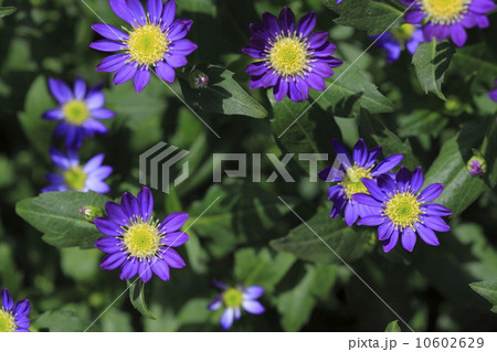 ミヤコワスレの花 10602629