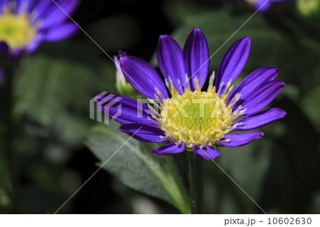 ミヤコワスレの花 10602630
