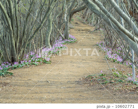 カタクリの散歩道 10602771