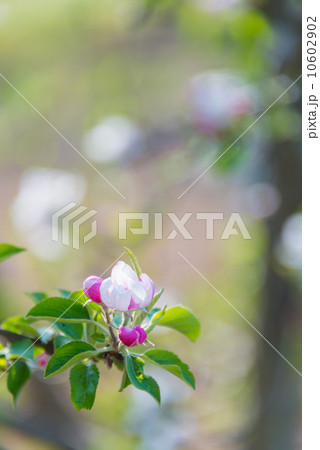 ヒメリンゴ  季節の花写真素材 ヒメリンゴ  季節の花写真素材 10602902