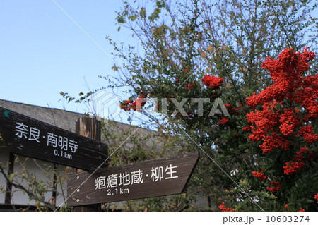 柳生街道 10603274