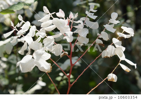 ブレイニア・ディスティカ 01 ブレイニア・ディスティカ 01 10603354