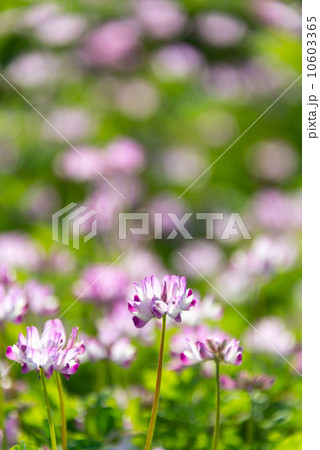 レンゲ畑　季節の花　写真素材 10603365