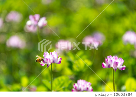 レンゲ畑 季節の花 写真素材 レンゲ畑 季節の花 写真素材 10603384