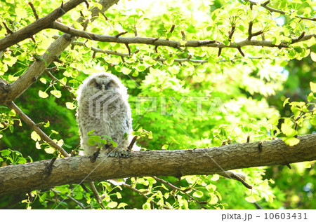巣立ったフクロウ♪ 10603431
