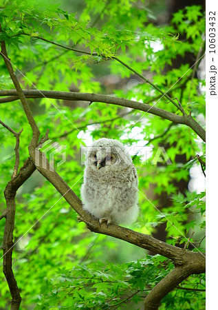 巣立ったフクロウ♪ 10603432