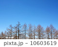 青空と針葉樹 10603619