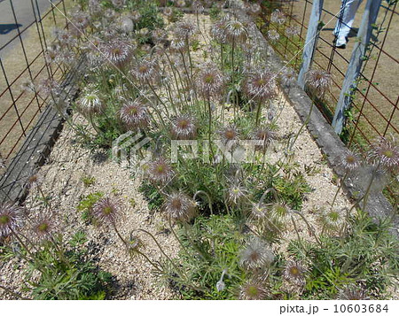 幻の野草　 10603684