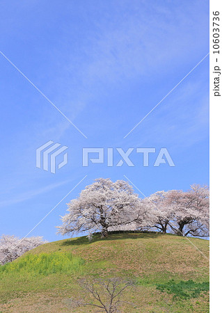 桜咲くさきたま古墳　丸墓山 10603736