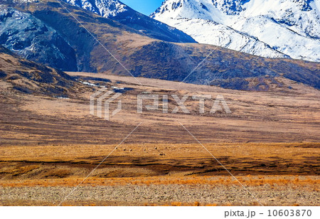 Tibet scene- Tibetan gazelles (Procapra picticaudata)-plateau wild animals Tibet scene- Tibetan gazelles (Procapra picticaudata)-plateau wild animals 10603870